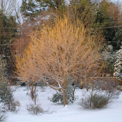 Acer negundo 'Winter Lightening' – Zöld juhar
