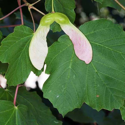 Acer opalus – Opáljuhar