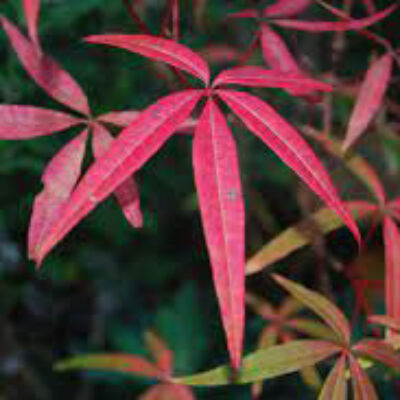 Acer pentaphyllum – Juhar