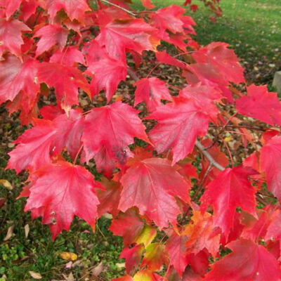 Acer rubrum 'Autumn Radiance' – Vörös juhar
