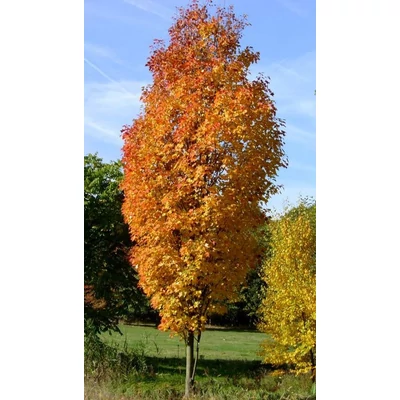 Acer rubrum 'Green Pillar' – Vörös juhar