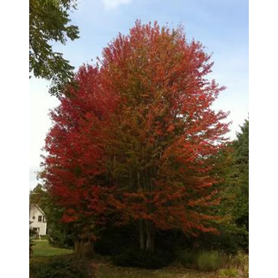 Acer rubrum 'Northwood' – Vörös juhar