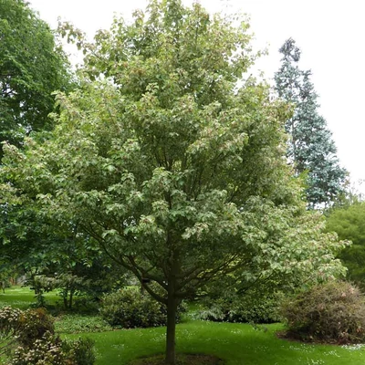 Acer rufinerve – Rőterű juhar