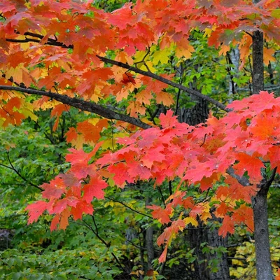Acer saccharum - Cukorjuhar