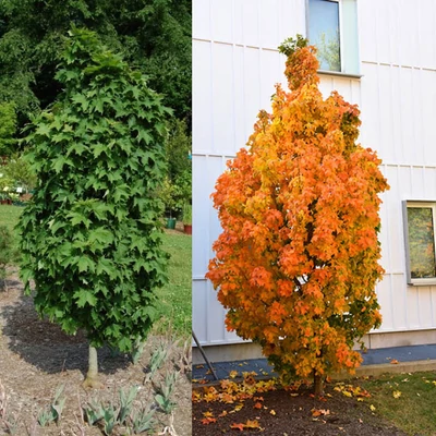 Acer saccharum 'Millane's Dwarf' – Cukorjuhar