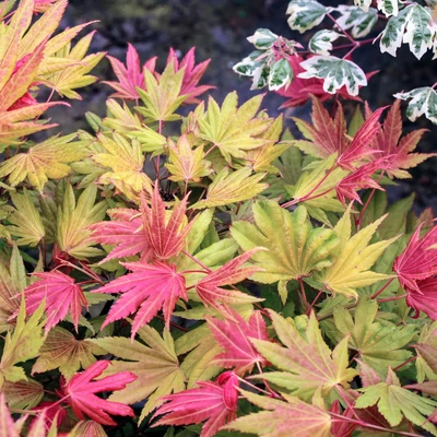 Acer shirasawanum 'Moonrise' – Juhar