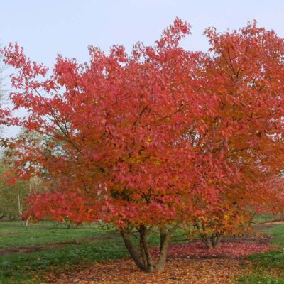 Acer tataricum subsp. ginnala – Tűzvörös juhar