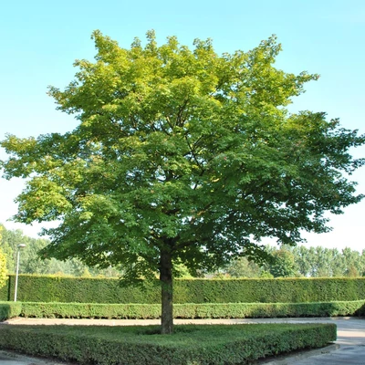 Acer x zoeschense 'Annae' – Juhar
