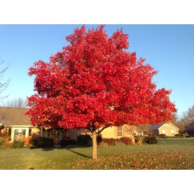 Acer rubrum 'October Glory' – Vörös juhar