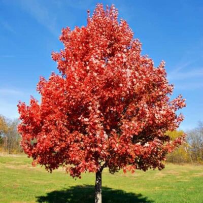Acer rubrum 'Brandywine' - Lilásvörös őszi lombszínű vörös juhar