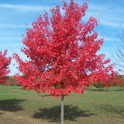 Acer rubrum 'Fairview Flame' - Narancsvörös őszi lombszínű vörös juhar