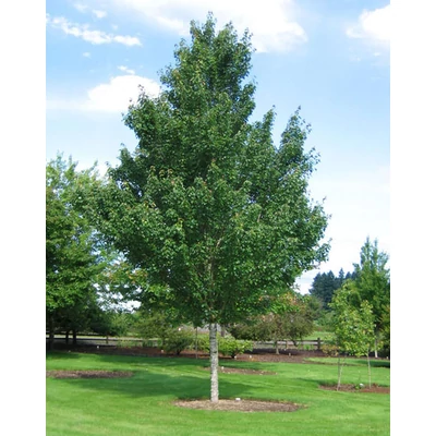 Acer rubrum 'New World' – Vörös juhar