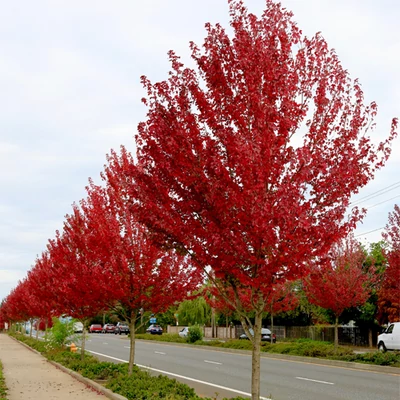 Acer rubrum 'Redpointe' – Vörös juhar