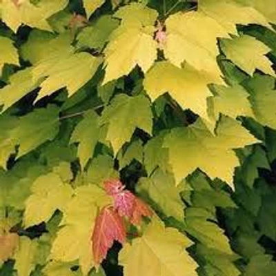 Acer rubrum 'Shocking Gold' – Vörös juhar