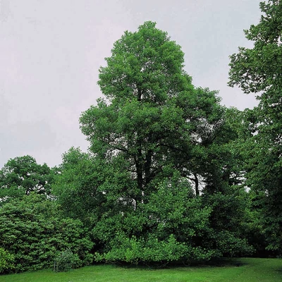 Alnus glutinosa – Enyves éger, Mézgás éger