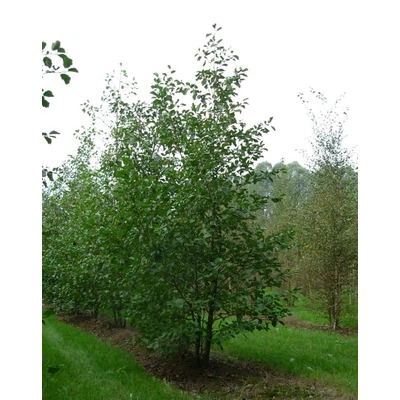 Alnus incana – Hamvas éger