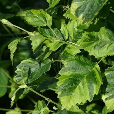 Alnus incana 'Foliis Aureomarginatis' – Tarkalevelű éger