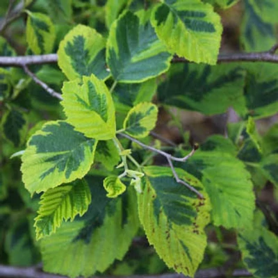 Alnus incana 'Razzmatazz' – Éger