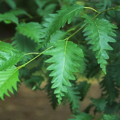 Alnus rubra 'Pinnatisecta' – Éger