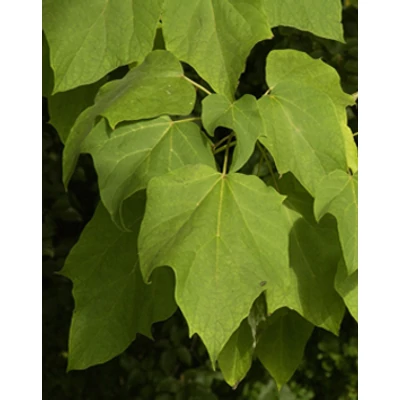 Catalpa ovata - Karéjoslevelű szivarfa
