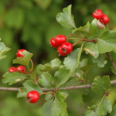 Crataegus laevigata  - Cseregalagonya