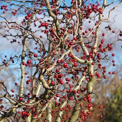 Crataegus monogyna 'Flexuosa' – Galagonya