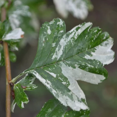 Crataegus monogyna 'Pendula Variegata' – Egybibés galagonya