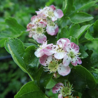 Crataegus monogyna 'Versicolor'  – Egybibés galagonya