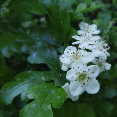 Crataegus monogyna 'Xanthocarpa' – Galagonya