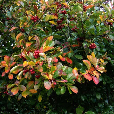 Crataegus persimilis – Szilvalevelű galagonya