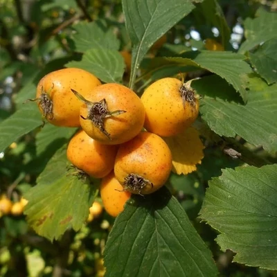 Crataegus punctata 'Aurea' – Galagonya