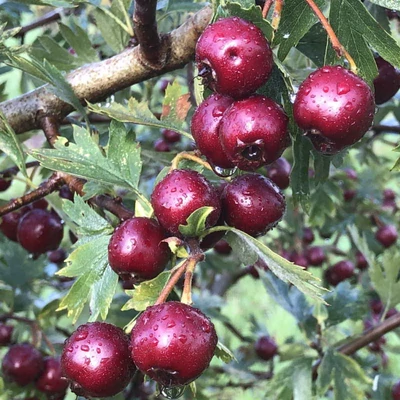 Crataegus schraderiana – Görög galagonya