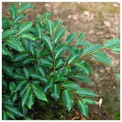 Fagus crenata 'Mount Fuji' – Japán fehér bükk