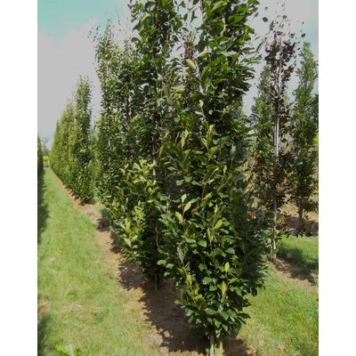 Fagus orientalis 'Iskander' – Oszlopos bükk