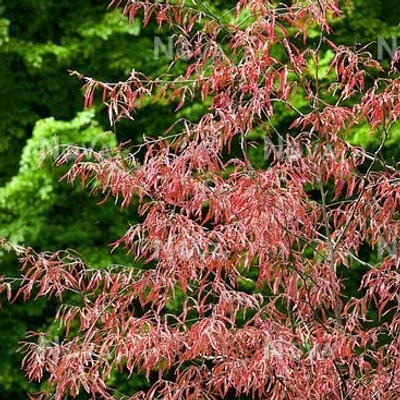 Fagus sylvatica 'Ansorgei' – Bükk