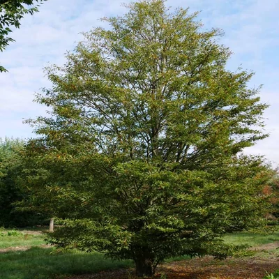 Fagus sylvatica 'Aspleniifolia Compacta' – Bükk