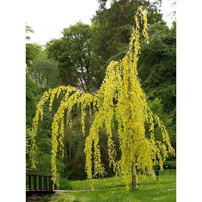 Fagus sylvatica 'Aurea Pendula' – Aranylombú csüngő bükk