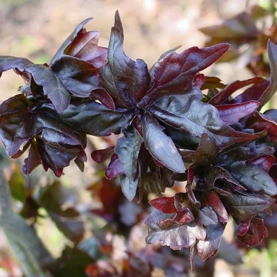 Fagus sylvatica 'Brathay's Purple' – Bükk