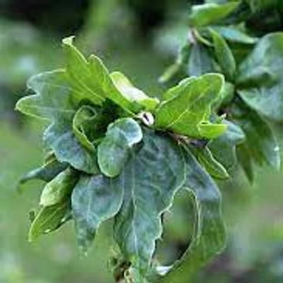 Fagus sylvatica 'Cristata' – Bükk