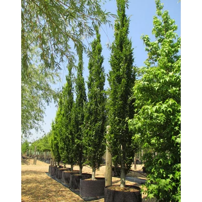 Fagus sylvatica 'Dawyck' – Oszlopos bükk