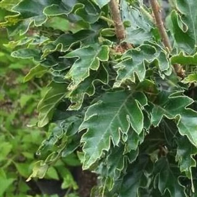 Fagus sylvatica 'Green Obelisk' – Bükk