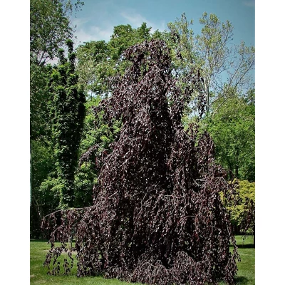 Fagus sylvatica 'Haaren' – Bükk