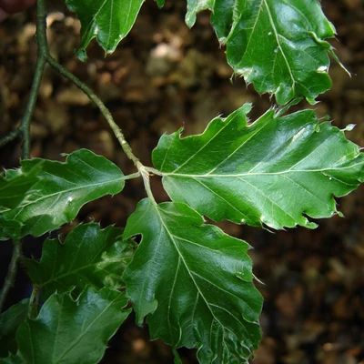 Fagus sylvatica 'Interrupta' – Bükk