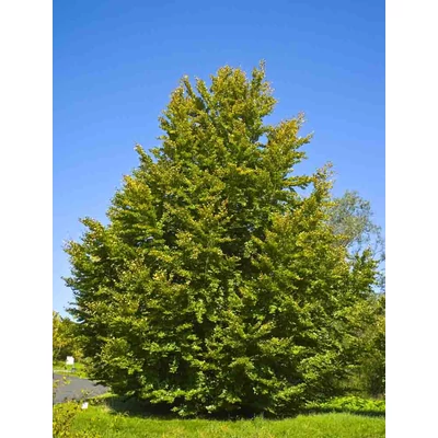 Fagus sylvatica - Közönséges bükk