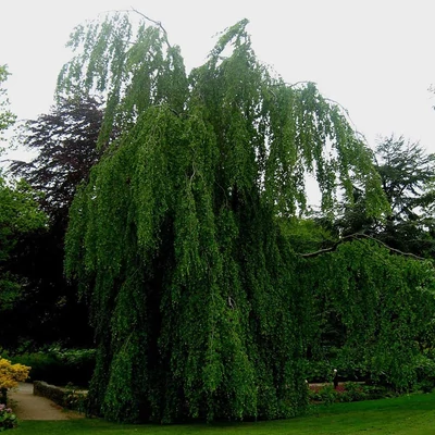 Fagus sylvatica 'Pendula' – Csüngőágú bükk