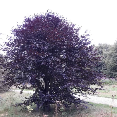 Fagus sylvatica 'Purpurea Nana' – Bükk