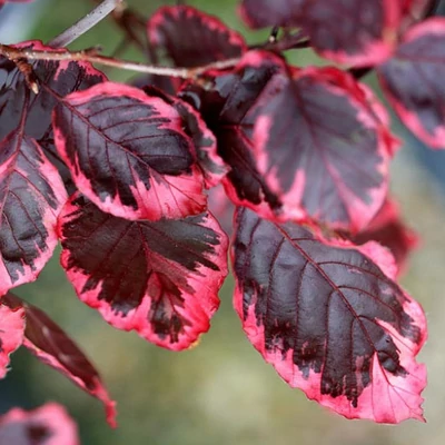 Fagus sylvatica 'Purpurea Tricolor' – Bükk