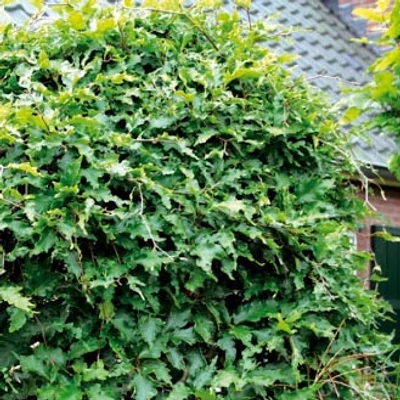 Fagus sylvatica 'Rohan Green Weeping' – Bükk