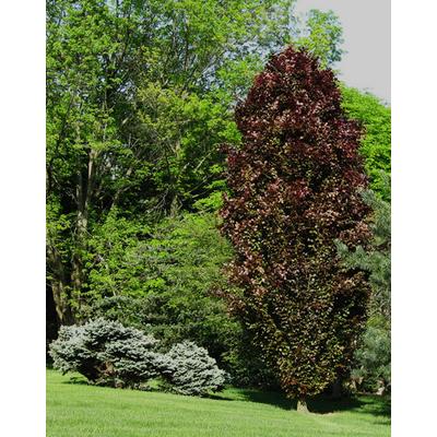 Fagus sylvatica 'Rohan Obelisk' – Burgundivörös, oszlopos bükk