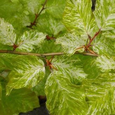 Fagus sylvatica 'Rolf Marquardt' – Bükk